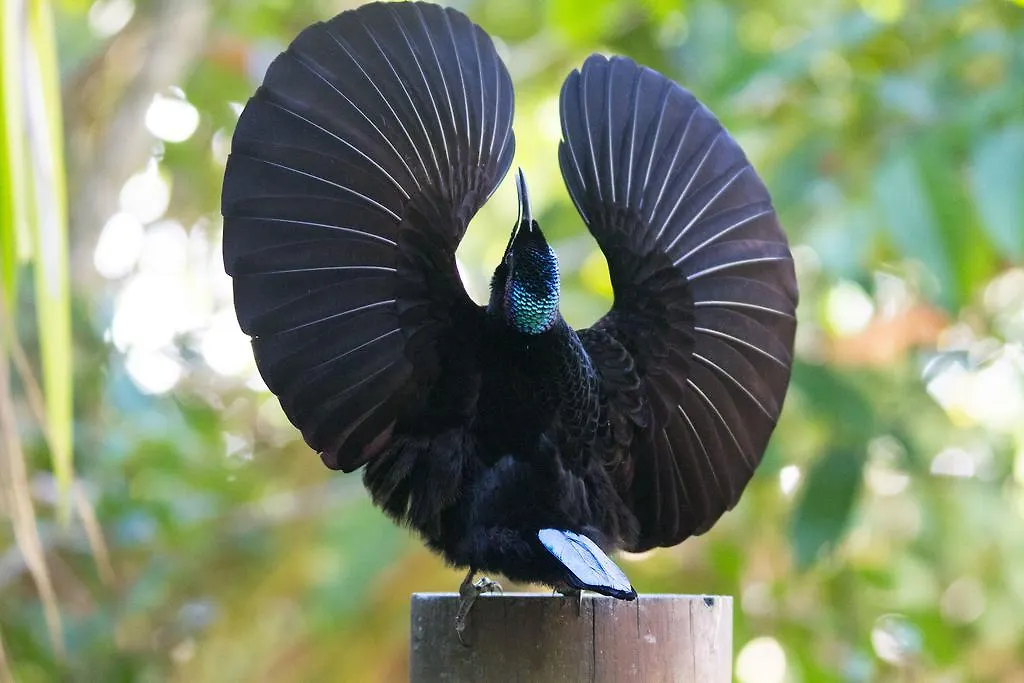 Crater Lakes Rainforest Cottages Yungaburra
