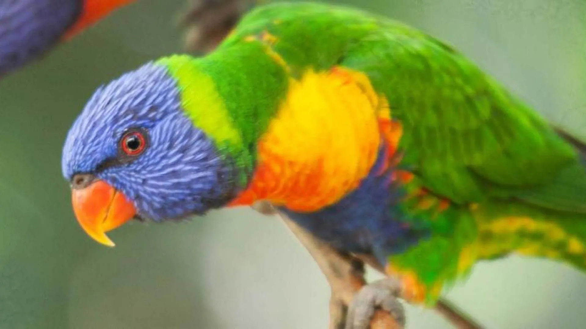Holiday park Crater Lakes Rainforest Cottages Yungaburra